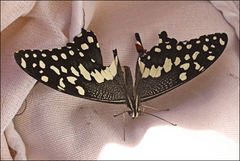 Papilio demodocus