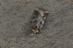 Cerastis enigmatica