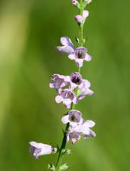 Physostegia pulchella