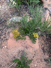 Lomatium grayi