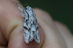 Egira crucialis