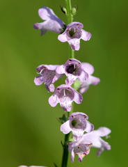 Physostegia pulchella
