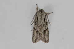 Egira crucialis
