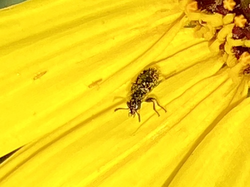 iNaturalist observation photo of Beetles