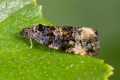 Endothenia