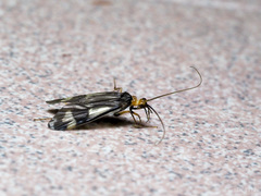Hydropsychoidea