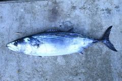 Sarda orientalis