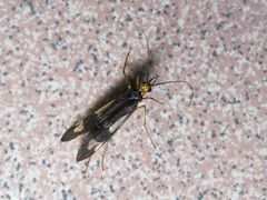 Hydropsychoidea