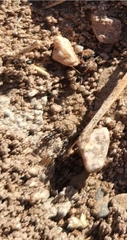 Dorymyrmex bicolor