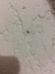Araneae