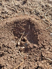 Dorymyrmex bicolor