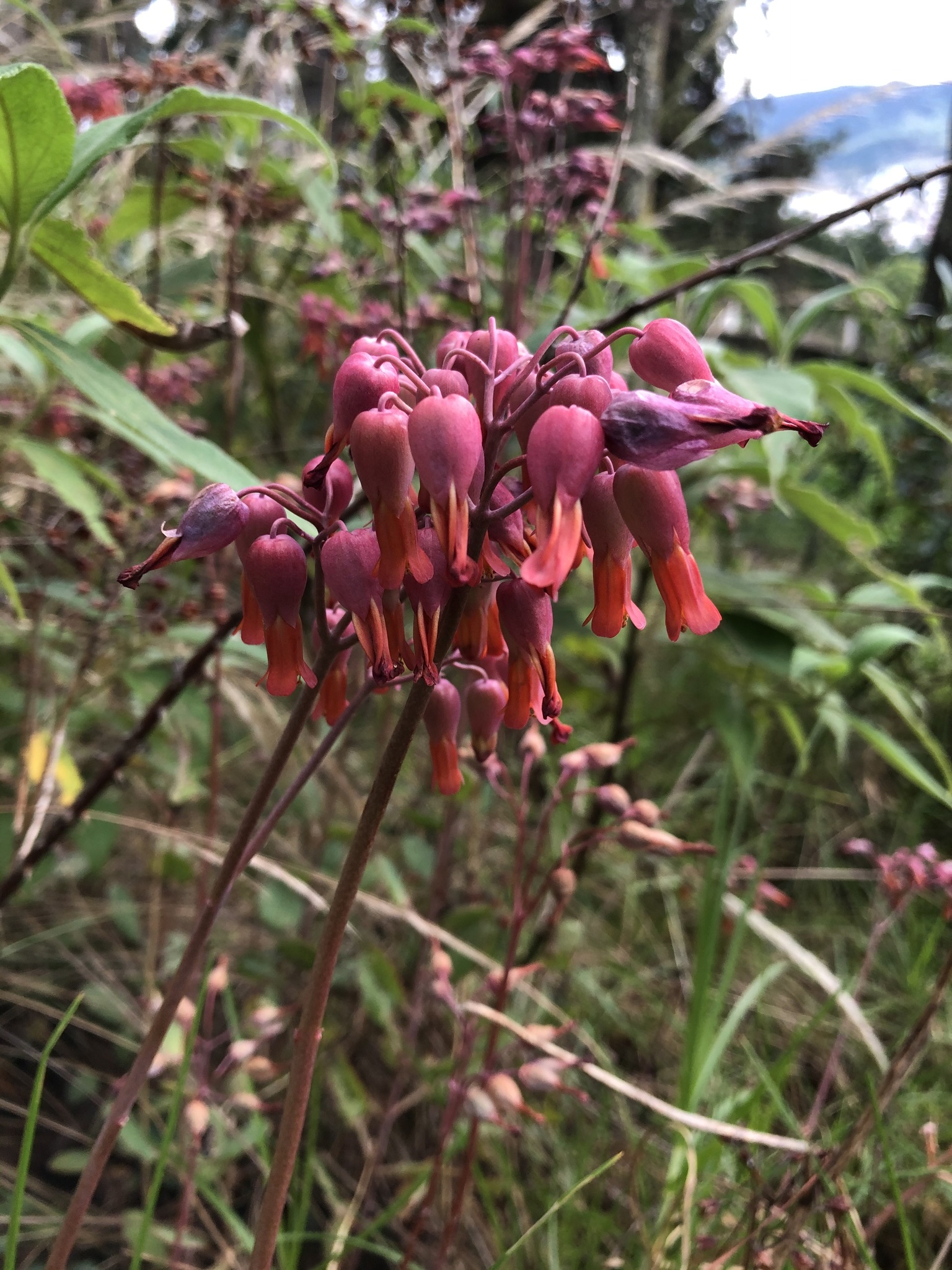 Kalanchoe laxiflora image