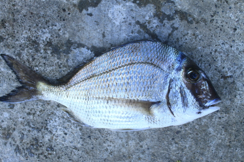 Pacific porgy (Calamus brachysomus) — Sparidae — 2