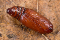 Mythimna ferrago
