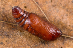 Mythimna ferrago