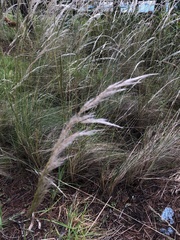 Poaceae