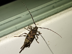 Graphisurus fasciatus