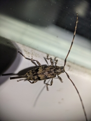 Graphisurus fasciatus