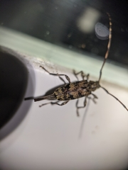 Graphisurus fasciatus