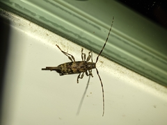 Graphisurus fasciatus