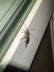 Graphisurus fasciatus