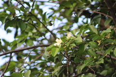 Luma apiculata