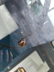 Deretrachys juvencus