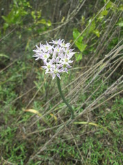 Allium keeverae