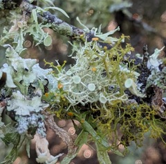 Ramalina stenospora