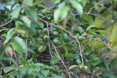 Luma apiculata