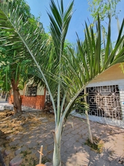 Arecaceae