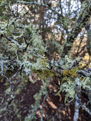 Ramalina stenospora