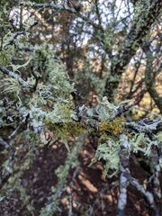 Ramalina stenospora