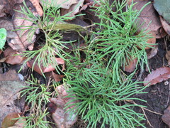 Diphasiastrum thyoides