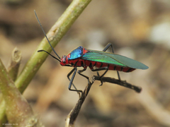 Sphictyrtus sumtuosus