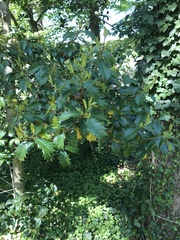 Ilex opaca