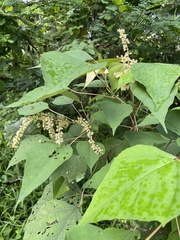 Mallotus paniculatus