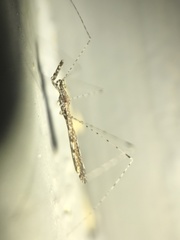 Empicoris errabundus