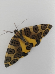 Pantherodes pardalaria