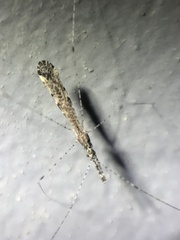 Empicoris errabundus