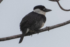 Notharchus macrorhynchos