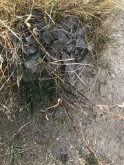 Brachyglottis haastii