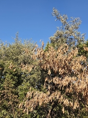Albizia lebbeck