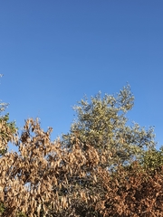 Albizia lebbeck
