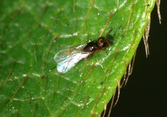 Agaoninae