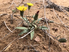 Malacothrix fendleri