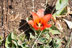 Tulipa