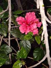 Hibiscus rosa-sinensis