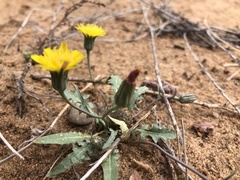 Malacothrix fendleri