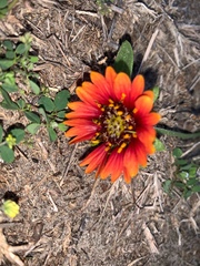 Gaillardia amblyodon